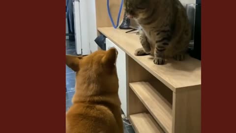 Cute cat & dog funny video