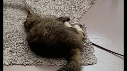 cat fun with owner | funny animal video 2022,