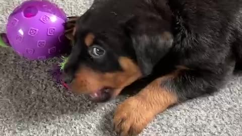 Rottweiler puppy