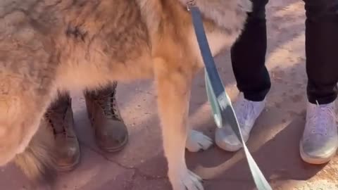 Friendly Dog Demolishes Wolf