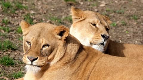 Two lionesses take refuge in the sun
