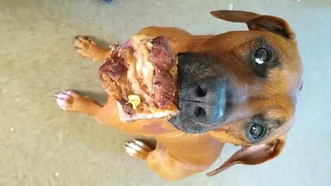 Well trained dog holds steak