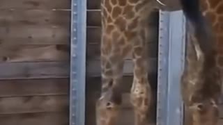 Giraffe give birth a giraffe baby #shorts