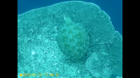 A sea turtle sitting on a stone and resting