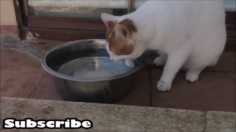 Cat's Reaction to Frozen Water !!