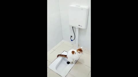 Funny Cats and Dogs Videos - Part 5