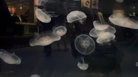 Jelly Fish