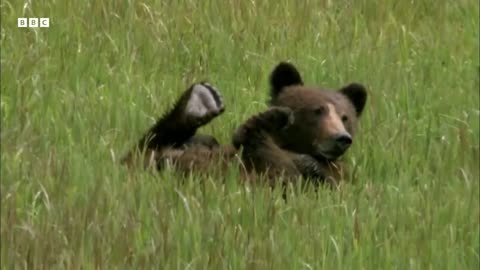 Using Salmon Guts to Study Bears _ How Nature Works _ BBC Earth