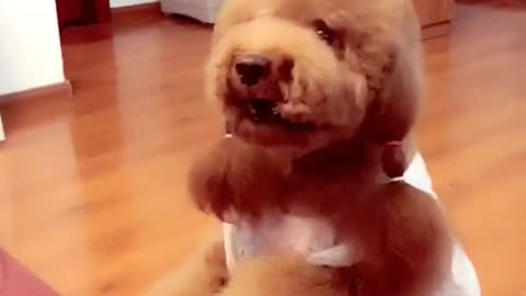 Cute dog's life video