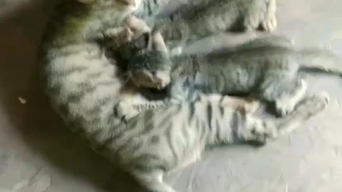 Cat feeding it's kitten