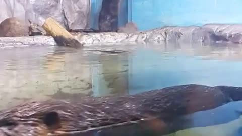 Beaver met at the aquarium