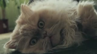 A beautiful and furry cat likes to lie on the floor.