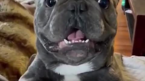 Unleash your laughter with these hilarious antics of our furry friends!"