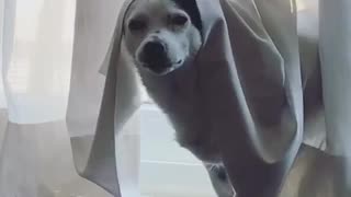 Angry white dog with white curtain on head