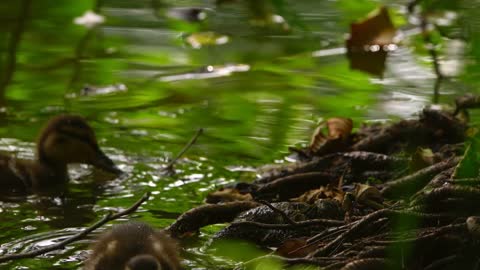 Little Baby Ducks In Lake