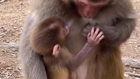 Baby monkey is drinking mother's milk