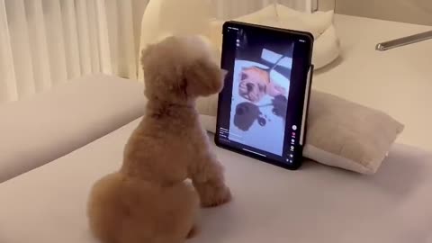 This video has shocked my dog