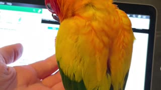 Parrot won't let mom do work