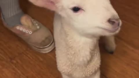 This sheep is so cute!!!