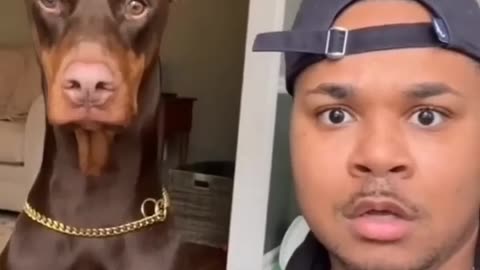 FUNNY PETS 😁 😂 CATCH ME 🤣 IF YOU CAN FUNNY VIDEOS