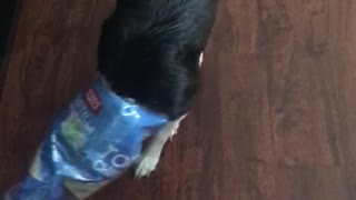 Dog with chip bag on its face