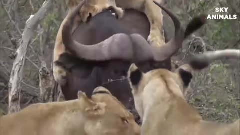 Amazing Wild Animals Attacks - Wild Animal Fights Caught On Camera _