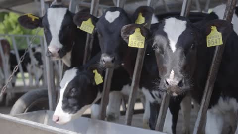 Black and white cows with markers on ears on a farm