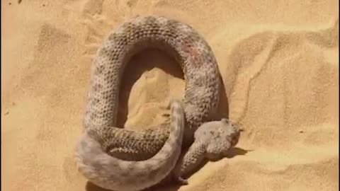 Sand cat Vs Desert snake