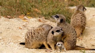 Meerkat child mammal