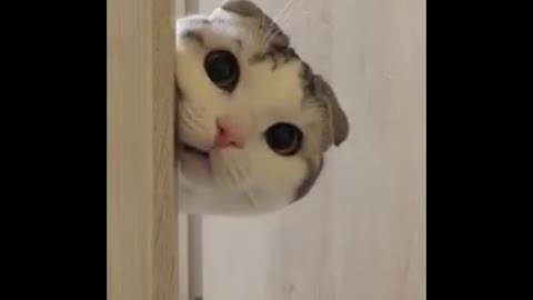 Cute scottish fold cat stalking his human