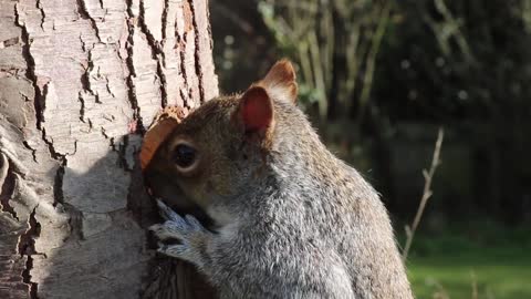 the lovely little squirrel's meal