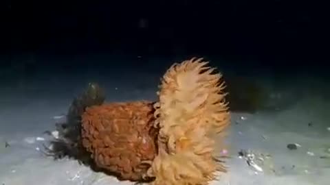 Life at the bottom of the sea