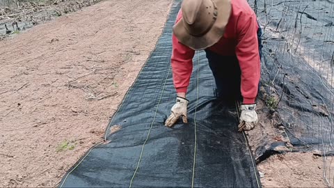 How to grow rattlesnake green beans!