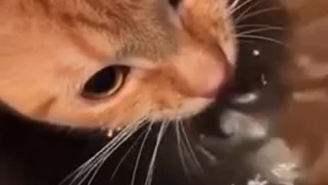 Beautiful cat 🐈 trending video