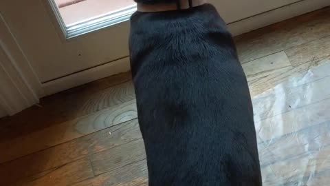 Dog Closely Watches Squirrel 🤣