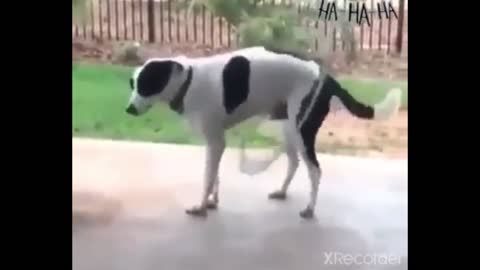 Smart dog exercise.