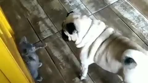 funny dogs