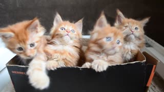 Cute Kittens at Play