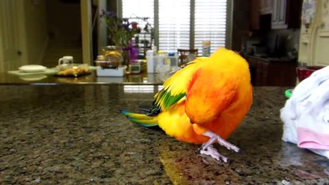 Sun Conure Singing Along to A Whole New World