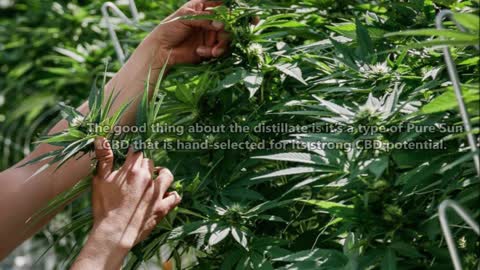 Decoding the Facts About Sativa Bliss’ Pure Sunfarms CBD Oil
