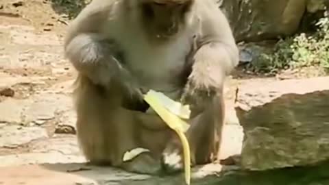 Banana: I ran away! You can't eat it! Monkey: .... I'm not a real person, but you are really bad!