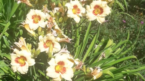 Daylilies