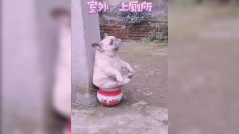 Funny pet videos