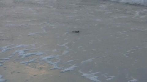 Baby turtles race to the sea