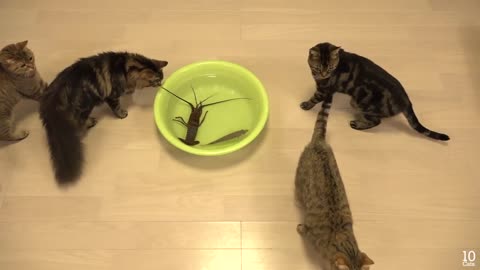 Japanese spiny lobster vs Cat 2021