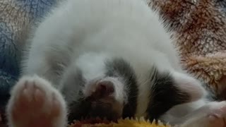 Kitty cleaning himself