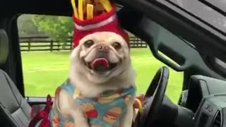 Pigs and Pug Dress Up for French Fry Day