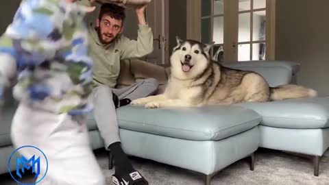 Husky refuses to leave newborn baby brother!