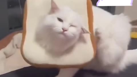 Cat and bread hoop