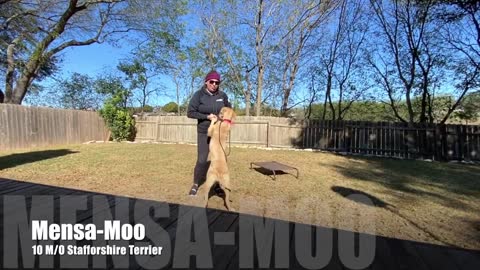 Staffordshire Terrier Mensa-Moo Dog Transformation Training